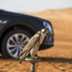 Image for article titled At Long Last: Bentley Makes A Bentayga For Falconry